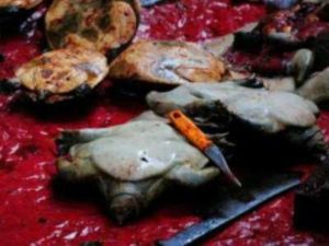 প্রশাসনের নাকের ডগায় রমরমিয়ে চলছে কচ্ছপের মাংস বিক্রি 3