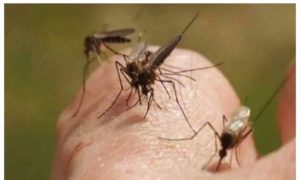 এবার বাড়ি থেকে চিরতরে দুর করুন মশা, রইল দারুণ ট্রিপস 1