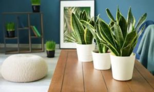 এই গরমে বাড়ি ঠান্ডা রাখতে ম্যাজিকের মতো কাজ করবে এই ৬টি গাছ 2