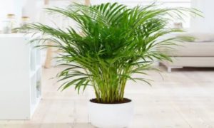 এই গরমে বাড়ি ঠান্ডা রাখতে ম্যাজিকের মতো কাজ করবে এই ৬টি গাছ 3