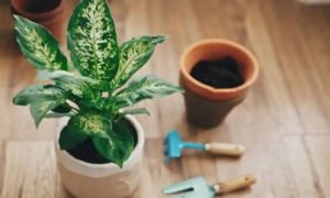 এই গরমে বাড়ি ঠান্ডা রাখতে ম্যাজিকের মতো কাজ করবে এই ৬টি গাছ 4