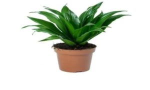 এই গরমে বাড়ি ঠান্ডা রাখতে ম্যাজিকের মতো কাজ করবে এই ৬টি গাছ 5