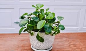 এই গরমে বাড়ি ঠান্ডা রাখতে ম্যাজিকের মতো কাজ করবে এই ৬টি গাছ 6