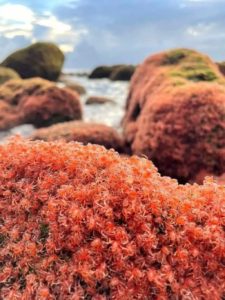 লাল কাঁকড়ার জন্য ভিআইপি রাস্তা, যেখানে মানুষের চলাচল নিষিদ্ধ 1